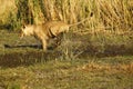 View of a large lion jumping over the water