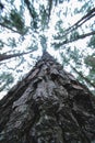 View of the large pine tree from bottom to top