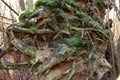 a large root system in the jungle Sababurg