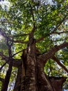 a view of a large shady tree from below Royalty Free Stock Photo
