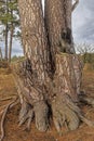 view of large tree with cut branches and schapendoes dog