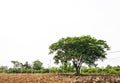 A view of a large tree growing on the tilled soil of a rice farmer