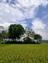 the view of large trees and rice fields full of yellow rice is a sign that they are ready to harvest