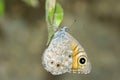 Large wall brown butterfly on a leaf, Lasiommata Maera