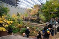 View of Laurentian Maple Forest section inside Montreal Biodome. Royalty Free Stock Photo
