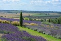 English summer landscape with lavender and the Vale of York, UK