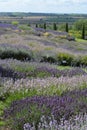 English summer landscape with lavender and the Vale of York, UK