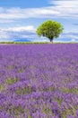 View of Lavender field with tree in Provence Royalty Free Stock Photo