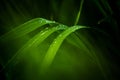 A view of leafes of grass in the garden. Arounded by a soft focus