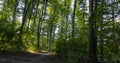 view on leafes of trees in a forest against the sun, sunbeams