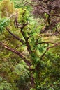 View on leafless tree with long branches Royalty Free Stock Photo