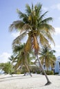 Grand Cayman Seven Mile Beach Palm Tree Royalty Free Stock Photo