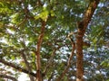 view of leaves and branches of a tree