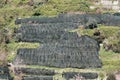 View of a lemon orchard in Amalfi coast Royalty Free Stock Photo