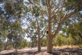 View of lemon scented eucalyptus valley at Kings park