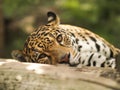 View of leopard Royalty Free Stock Photo