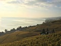 View of the Lavaux terraces, lake LÃÂ©man, Switzerland