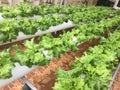 View of lettuce in hydroponic greenhouse. Lettuce developed with organic farming. Agricultural hydroponics