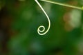 SUNLIGHT ON DAINTY TENDRIL OF A GREEN PEA PLANT