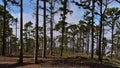 View of a light forest of Canary Island pine trees (Pinus canariensis) in Tamadaba Natural Park, Gran Canaria, Spain.