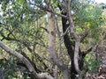 LIGHT BRANCHES AND LARGE LEAVES OF AN INDIGENOUS LARGE LEAVED ROCK FIG