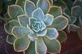 ECHEVERIA SUCCULENT PLANT IN A GARDEN