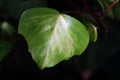 VARIEGATED LIGHT GREEN YOUNG IVY LEAF