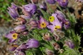 View of lilac withered dry pulsatilla pasque flowers