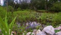 View of lily pads in undisturbed pond over rocks