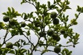 View of lime citrus tree branch in the summer garden Royalty Free Stock Photo