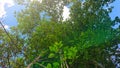 View of lime tree with dense green leaves on sunny day Royalty Free Stock Photo