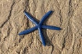 A view on a Linckia laevigata. Bright Blue Linckia Starfish on Wet Sand. Sea starfish on yellow sand. Lombok, Indonesia. Royalty Free Stock Photo