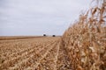 View of lines of maize stubble during harvesting