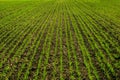 View of lines of young corn shoots on field