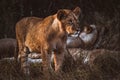 View of a lion in its habitat on safari in Okavanga, Delta, Botswana Royalty Free Stock Photo