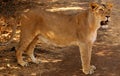 View of a lioness