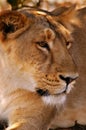 View of a lioness Royalty Free Stock Photo