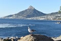 View of the Lions Head with a seagull in front in Cape Town, South Africa Royalty Free Stock Photo