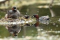 Little grebes on a nest with chicks.