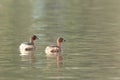 Little grebes.