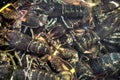 View of live lobsters in tank