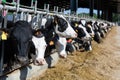 View of a livestock farm with cows in stalls Royalty Free Stock Photo