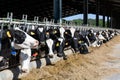 View of a livestock farm with cows in stalls Royalty Free Stock Photo