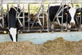 View of a livestock farm with cows in stalls Royalty Free Stock Photo