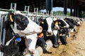 View of a livestock farm with cows in stalls Royalty Free Stock Photo