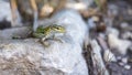 A view of a lizard on a rock in the landscape of Sicily