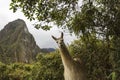 Llama at Machu Picchu in Peru Royalty Free Stock Photo