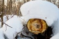 View of a log cut under a snow cap in a winter forest Royalty Free Stock Photo