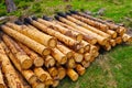 View of logs of felled trees on the ground Royalty Free Stock Photo