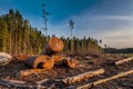 View of logs of felled trees